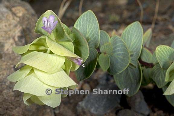 origanum rotundifolium 1 graphic